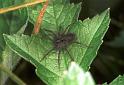 Pardosa_amentata_F2162_O_75_Les Gris_Frankrijk